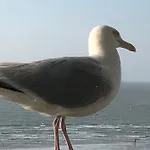 Royal Zeezicht * Ostend
