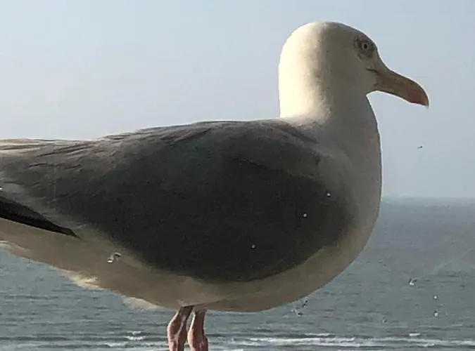 Royal Zeezicht * 奥斯滕德